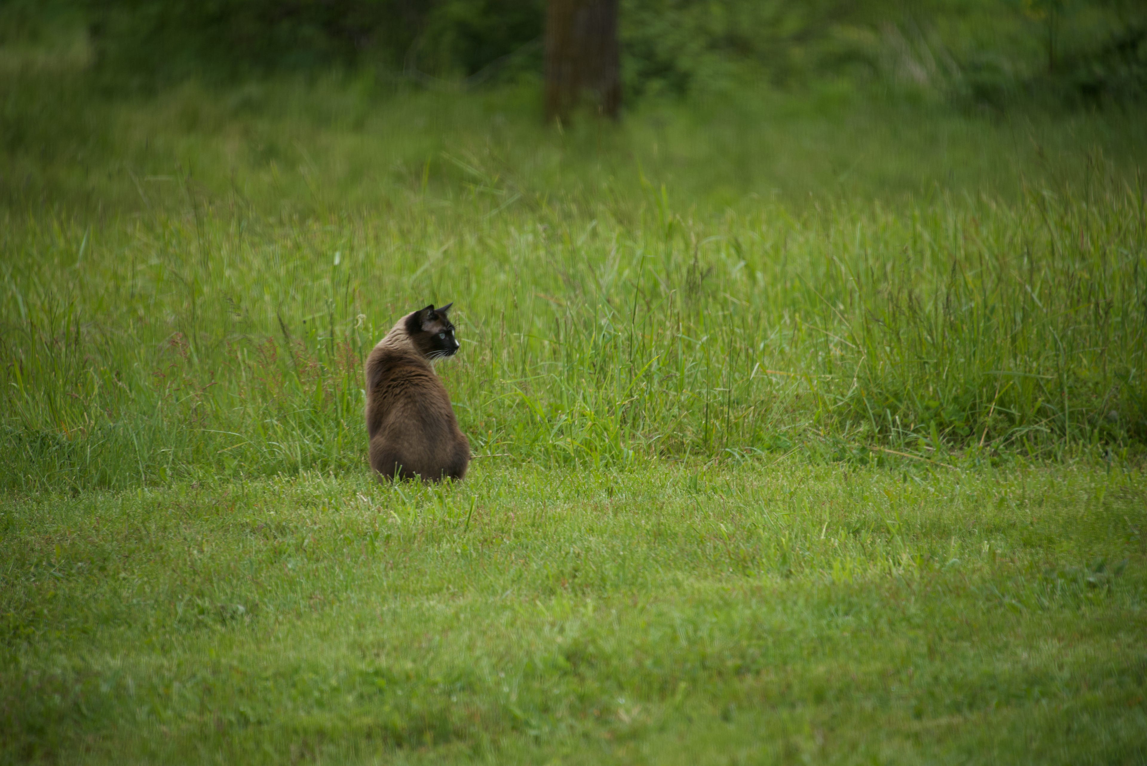 After two years, I have my cat again !